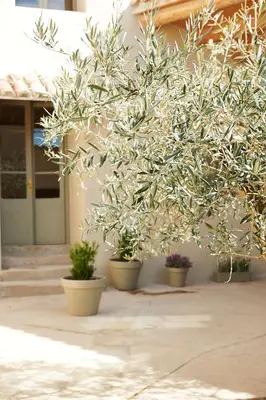 Jardín al aire libre en Casa Sullà