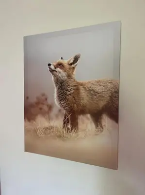 Animales en la casa o chalet o alrededores