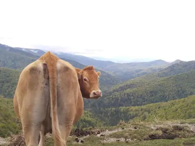 Animales en el apartamento o alrededores