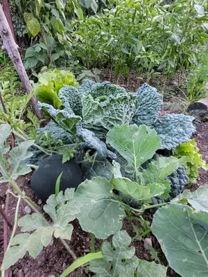 Jardín al aire libre en Casa Macianet