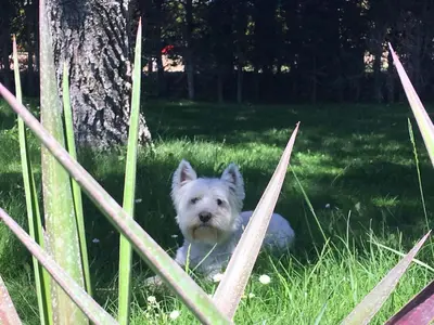 Mascotas con sus dueños en Las casitas del Gallego