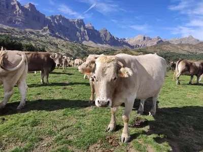 Animales en el apartamento o alrededores