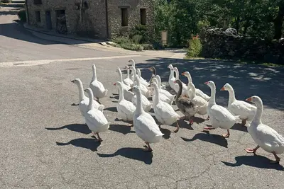 Animales en the country house o alrededores