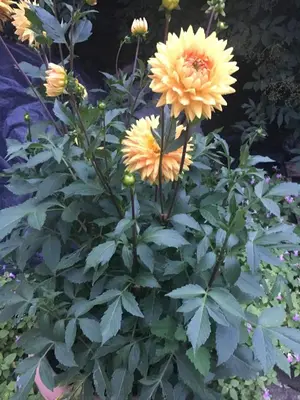 Jardín al aire libre en Fonda Muntanya