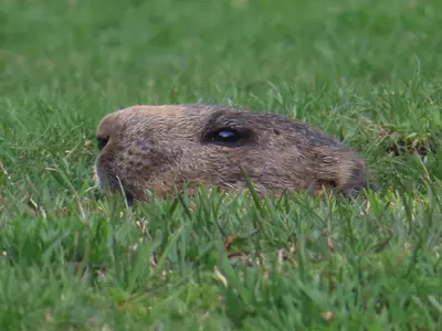 Animales en el apartamento o alrededores