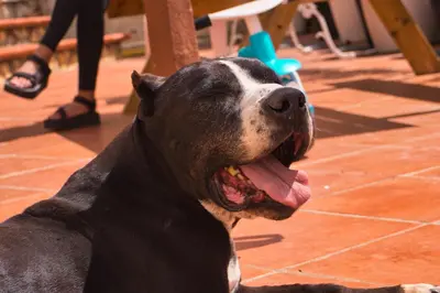 Mascotas con sus dueños en La Muntanera - Eco-friendly apartment