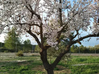 Jardín al aire libre en La Contrada