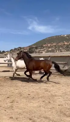 Animales en la casa o chalet o alrededores