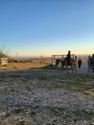 Animales en el hotel o alrededores