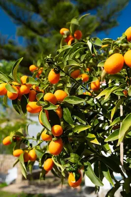 Plano de Lo Jardí de Benifallet