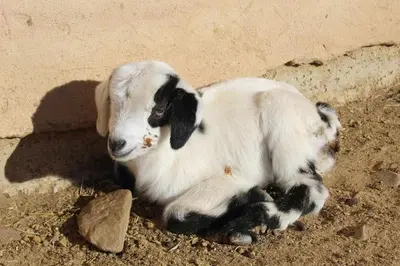 Animales en el hostal o pensión o alrededores