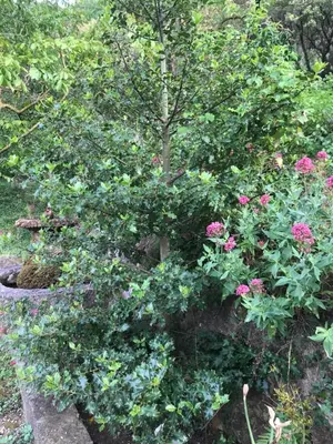 Jardín al aire libre en La CasetaBlanca del Toscar