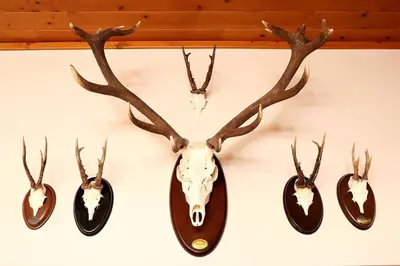 Animales en el apartamento o alrededores