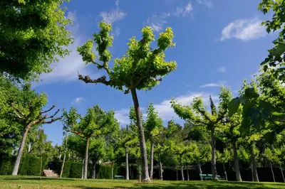 Jardín al aire libre en Monestir de Les Avellanes