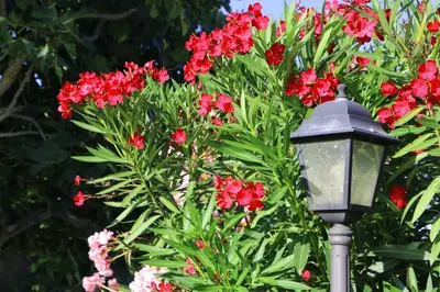 Jardín al aire libre en Masia Cal Mas