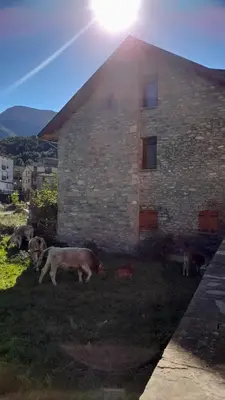 Animales en the country house o alrededores