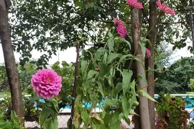 Jardín al aire libre en Finca Marina Turismo Rural