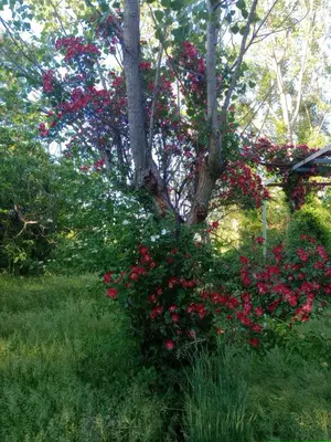 Jardín al aire libre en Monroser