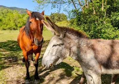 Animales en la casa o chalet o alrededores