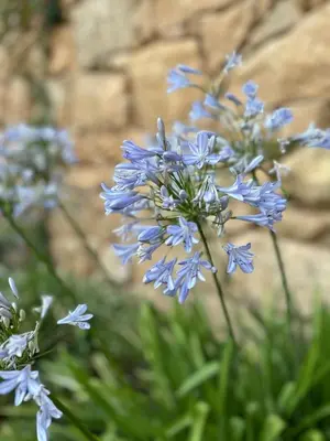 Jardín al aire libre en Mas de Borrás Beceite