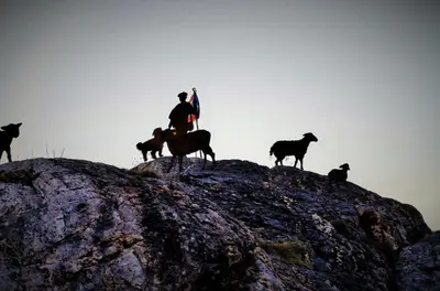 Animales en el apartamento o alrededores