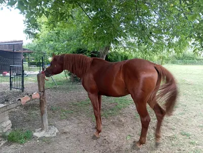 Animales en el chalet de montaña o alrededores