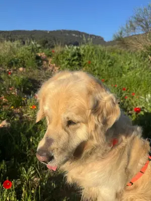 Mascotas con sus dueños en Cal Capdevila
