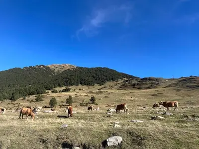 Animales en el apartamento o alrededores