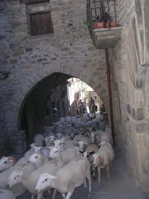 Animales en el apartamento o alrededores