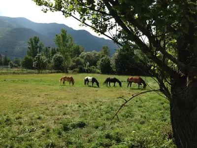Animales en el apartamento o alrededores
