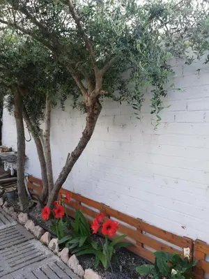 Jardín al aire libre en Cal Marcos