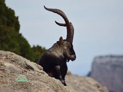 Animales en el apartamento o alrededores