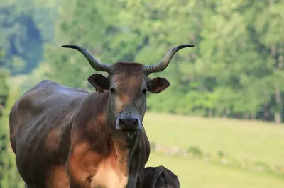 Animales en la casa o chalet o alrededores