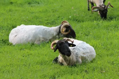 Animales en la casa o chalet o alrededores