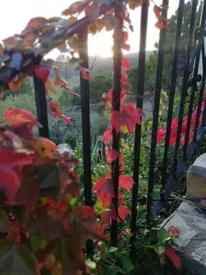 Jardín al aire libre en La Muntanera