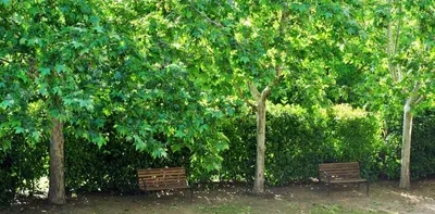 Jardín al aire libre en Masia El Canalot - Molí Del Pont