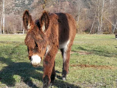 Animales en el apartamento o alrededores