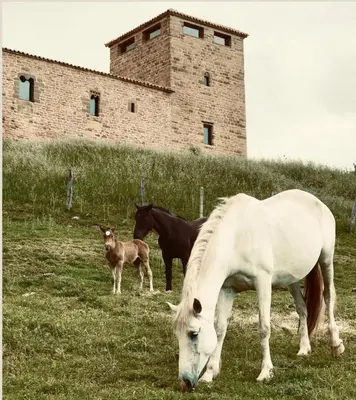 Animales en el apartamento o alrededores