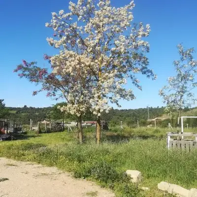 Moixons
