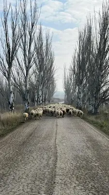 Animales en el hotel o alrededores