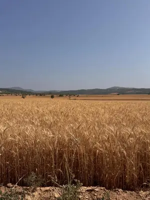 Paisaje cerca of this country house