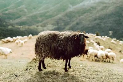 Animales en el agroturismo o alrededores