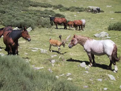 Animales en the country house o alrededores
