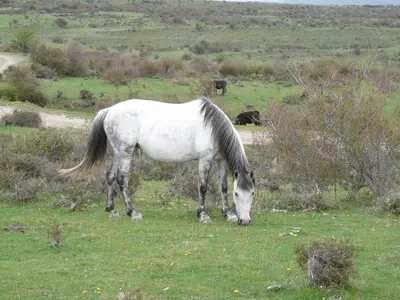 Animales en el apartamento o alrededores