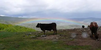 Animales en the country house o alrededores