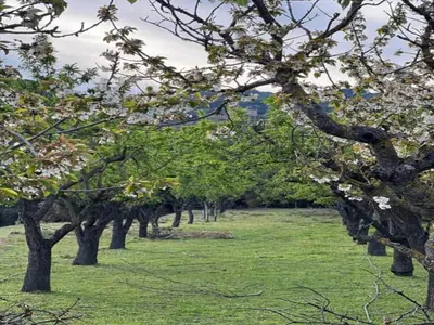 Jardín al aire libre en Belvilla by OYO Cobert de l'Era