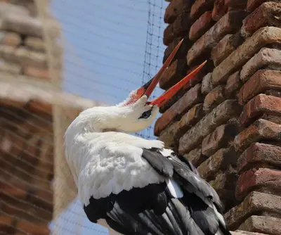 Animales en el hotel o alrededores