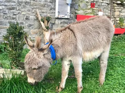 Animales en the country house o alrededores