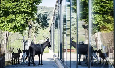 Animales en el camping resort o alrededores