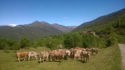 Animales en el apartamento o alrededores